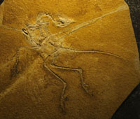 始祖鳥化石 Archaeopteryx lithographica Eichstaett標本